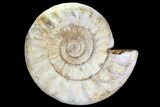 Monster, Jurassic Ammonite Fossil - Madagascar #74849-1